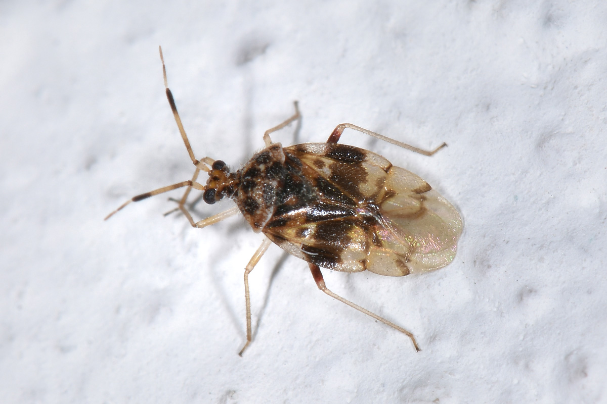 Miridae? Si, Stethoconus pyri (Mella, 1869)